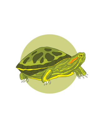 Turtle model alb pe tricou
