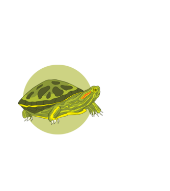 Turtle model alb pe tricou