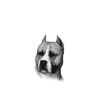 Staffordshire Terrier model alb pe tricou