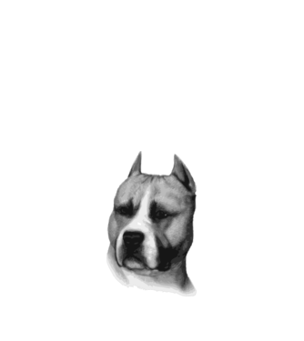 Staffordshire Terrier model alb pe tricou