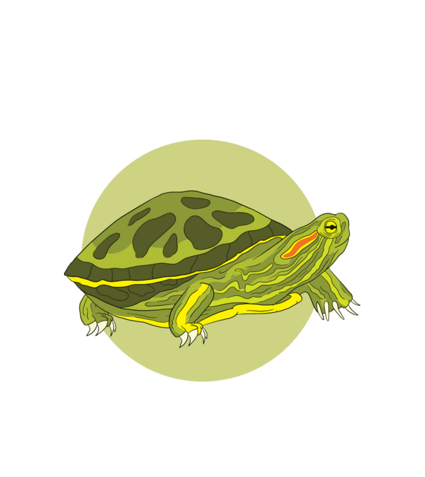 Turtle model alb pe tricou