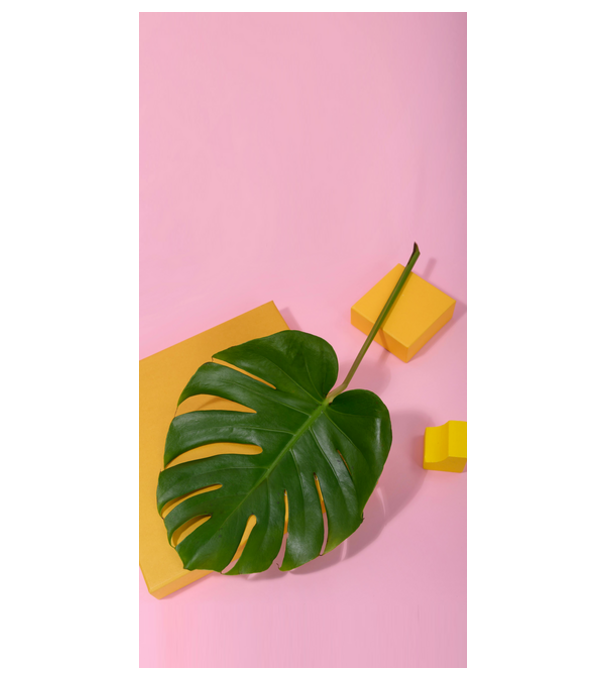 Monstera model alb pe tricou
