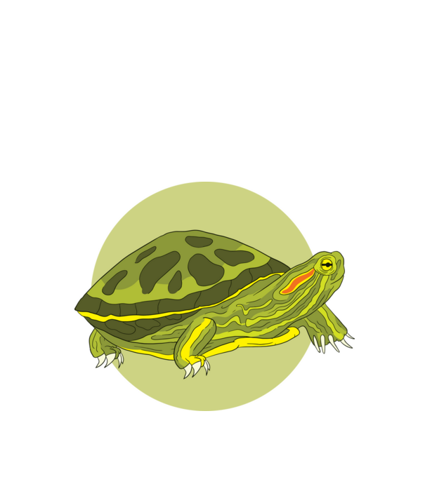 Turtle model negru pe tricou