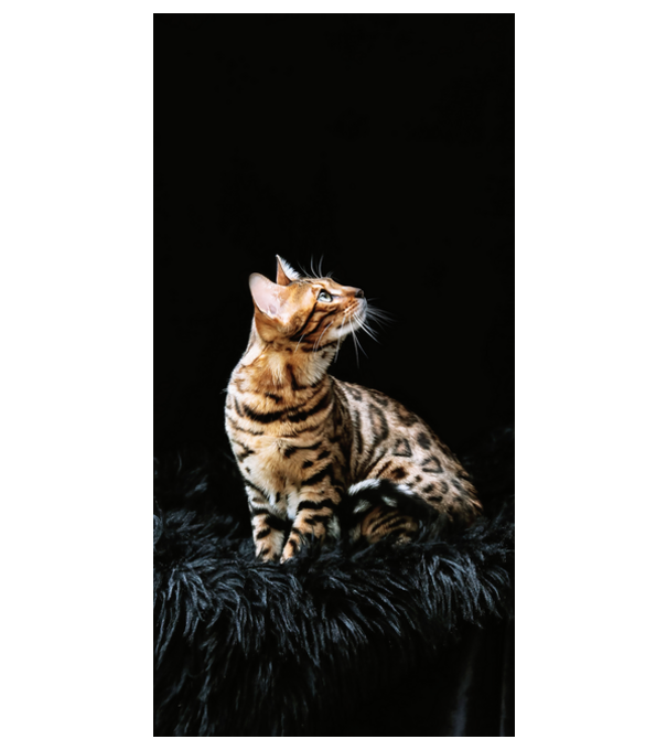 Pisică bengal model alb pe tricou
