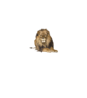 lion king model gri pe tricou