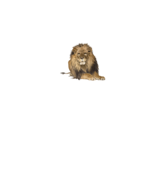 lion king model alb pe tricou