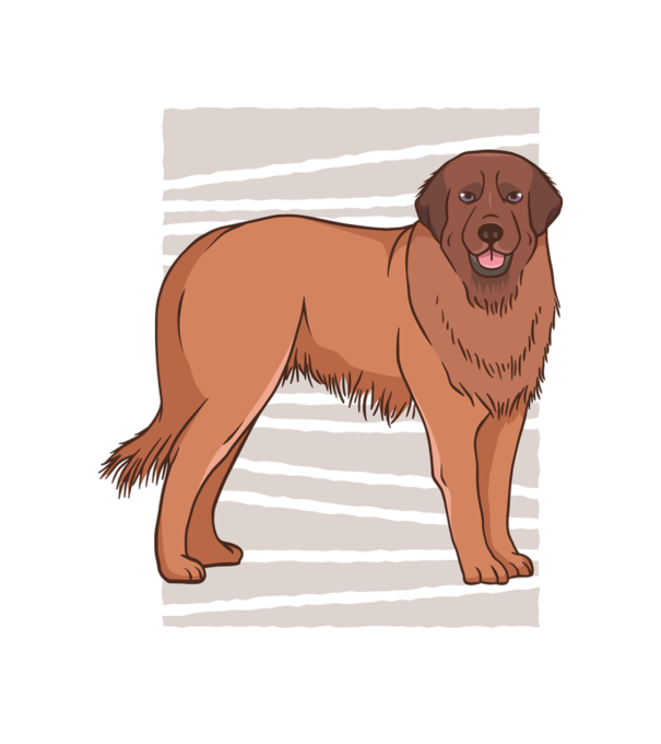 Câine ciobănesc Leonberg model alb pe tricou