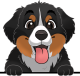 images/mymoments/117/02_karakter_allatok/Caine/30-bernedoodle_trimmed.png