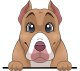images/mymoments/117/02_karakter_allatok/Caine/75-pitbull_trimmed.png
