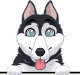 images/mymoments/117/02_karakter_allatok/Caine/97-husky_trimmed.png