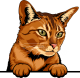 images/mymoments/117/02_karakter_allatok/Pisică/abyssinian---brown-copy_trimmed.png