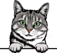images/mymoments/117/02_karakter_allatok/Pisică/american-shorthair-copy_trimmed.png