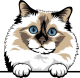 images/mymoments/117/02_karakter_allatok/Pisică/birman-copy_trimmed.png