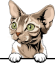 images/mymoments/117/02_karakter_allatok/Pisică/devon-rex---tabby-copy_trimmed.png