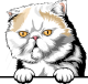 images/mymoments/117/02_karakter_allatok/Pisică/exotic-shothair---white-copy_trimmed.png