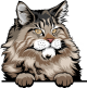 images/mymoments/117/02_karakter_allatok/Pisică/maine-coon---black-classic-tabby-copy_trimmed.png