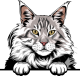 images/mymoments/117/02_karakter_allatok/Pisică/maine-coon---black-silver-tabby-copy_trimmed.png