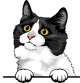 images/mymoments/117/02_karakter_allatok/Pisică/munchkin-copy_trimmed.png