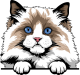 images/mymoments/117/02_karakter_allatok/Pisică/ragdoll-copy_trimmed.png