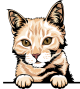 images/mymoments/117/02_karakter_allatok/Pisică/red-silver-maine-coon-copy_trimmed.png