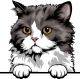 images/mymoments/117/02_karakter_allatok/Pisică/selkirk-rex-copy_trimmed.png