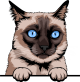 images/mymoments/117/02_karakter_allatok/Pisică/siamese---brown-copy_trimmed.png
