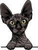 images/mymoments/117/02_karakter_allatok/Pisică/sphynx---black-copy_trimmed.png