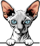 images/mymoments/117/02_karakter_allatok/Pisică/sphynx--nude-copy_trimmed.png