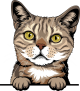 images/mymoments/117/02_karakter_allatok/Pisică/tabby-copy_trimmed.png