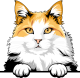 images/mymoments/117/02_karakter_allatok/Pisică/turkish-van-copy_trimmed.png