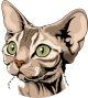 images/mymoments/159/01_KARAKREREK/Pisică/Devon-rex---Tabby_trimmed.png