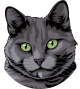 images/mymoments/159/01_KARAKREREK/Pisică/Russian-Blue_trimmed.png
