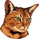 images/mymoments/176/01_KARAKREREK/Pisică/Abyssinian---Brown_trimmed.png