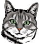 images/mymoments/176/01_KARAKREREK/Pisică/American-shorthair_trimmed.png