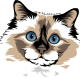 images/mymoments/176/01_KARAKREREK/Pisică/Birman_trimmed.png
