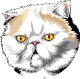images/mymoments/176/01_KARAKREREK/Pisică/Exotic-Shothair---White_trimmed.png