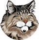 images/mymoments/176/01_KARAKREREK/Pisică/Maine-coon---Black-classic-Tabby_trimmed.png