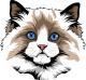 images/mymoments/176/01_KARAKREREK/Pisică/Ragdoll_trimmed.png