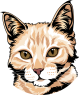 images/mymoments/176/01_KARAKREREK/Pisică/Red-silver-maine-coon_trimmed.png