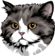 images/mymoments/176/01_KARAKREREK/Pisică/Selkirk-Rex_trimmed.png