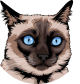 images/mymoments/176/01_KARAKREREK/Pisică/Siamese---Brown_trimmed.png