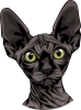 images/mymoments/176/01_KARAKREREK/Pisică/Sphynx---Black_trimmed.png