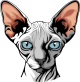 images/mymoments/176/01_KARAKREREK/Pisică/Sphynx--Nude_trimmed.png