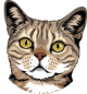 images/mymoments/176/01_KARAKREREK/Pisică/Tabby_trimmed.png