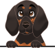 images/mymoments/208/01_KARAKTEREK/1_1_kutya/2_kutyak/14-coonhound_trimmed.png