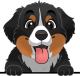 images/mymoments/208/01_KARAKTEREK/1_1_kutya/2_kutyak/30-bernedoodle_trimmed.png