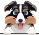 images/mymoments/208/01_KARAKTEREK/1_1_kutya/2_kutyak/39-australian-shepherd_trimmed.png