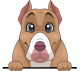 images/mymoments/208/01_KARAKTEREK/1_1_kutya/2_kutyak/75-pitbull_trimmed.png