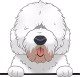 images/mymoments/208/01_KARAKTEREK/1_1_kutya/2_kutyak/80-old-english-sheepdog_trimmed.png