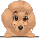 images/mymoments/208/01_KARAKTEREK/1_1_kutya/2_kutyak/86-miniature-poodle_trimmed.png
